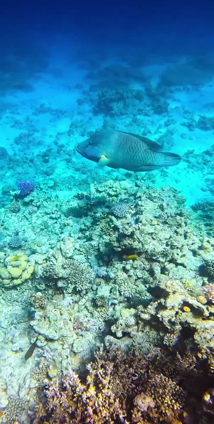 Barriera corallina