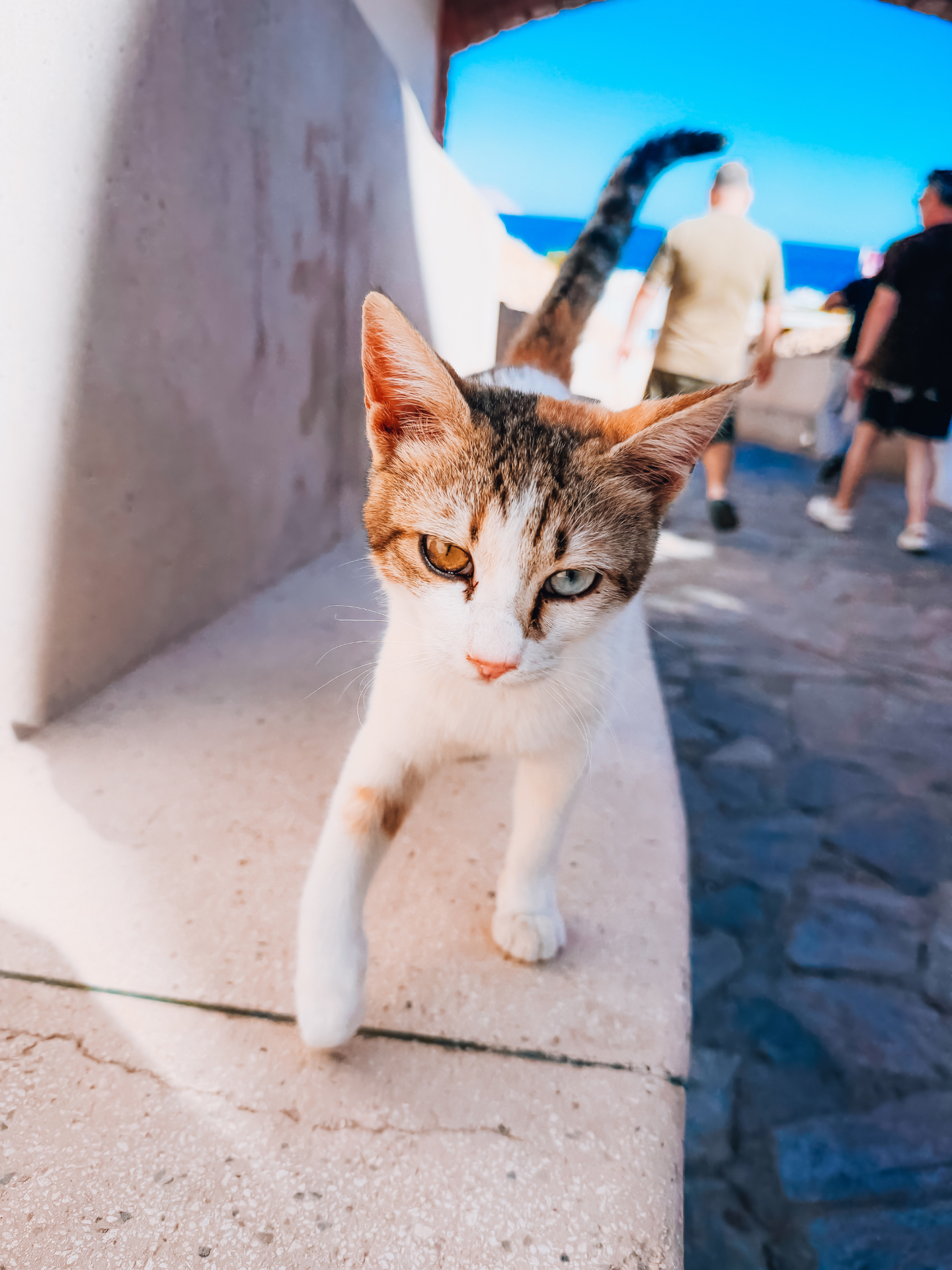 Gatto dagli occhi di colori diversi a Sharm
