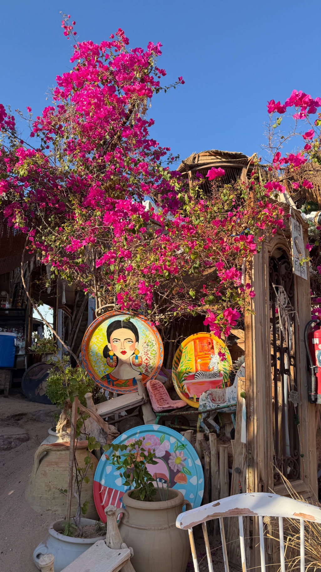 Bouganville e arte colorata in un locale di Sharm